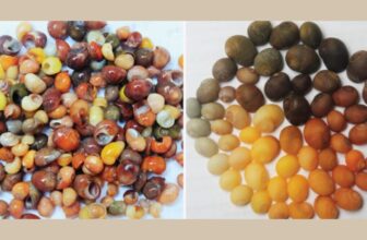 Oldest Shell Jewelry Workshop in Western Europe Dates Back 42,000 Years