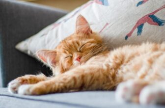 The Story of How Cats Conquered the World Just Got Weirder