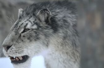 Ice Age’ Promises Survival, Snow—and Giant Teeth