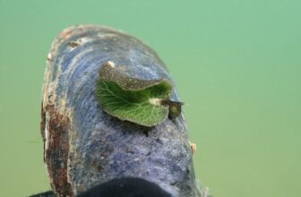A Snorkeler in Nova Scotia Thought This Was a Leaf, but It Was Something Far Weirder