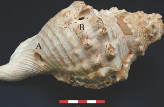 6,700-Year-Old Shell Trumpets Were Prehistoric Communication Tools, Study Suggests